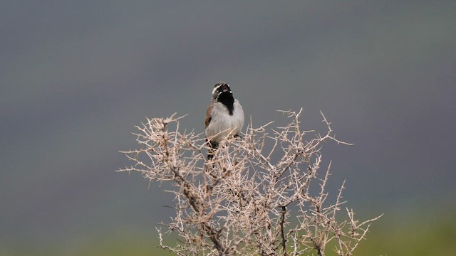 Bruant à gorge noire - ML585602261