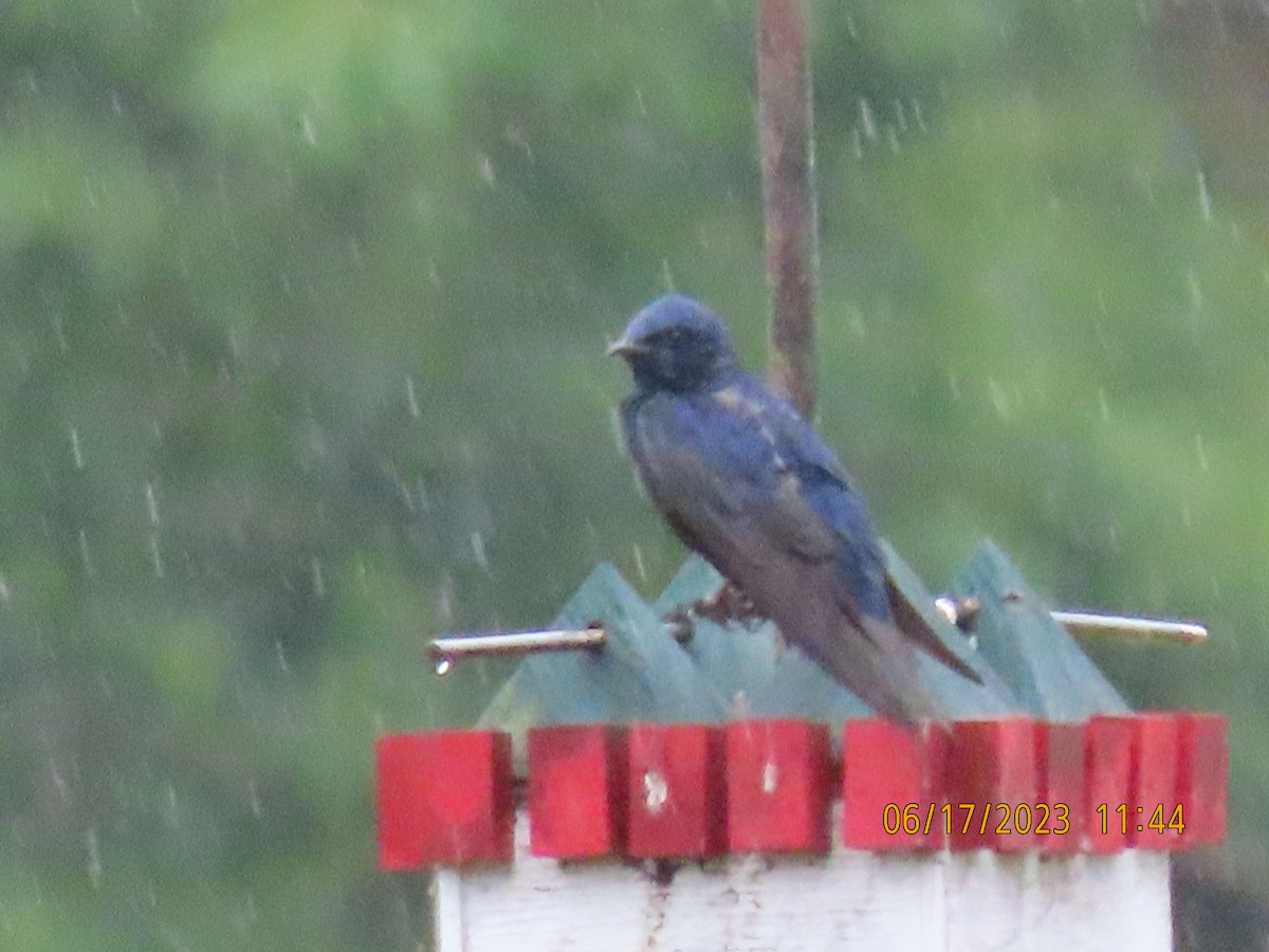 Purple Martin - ML585602411