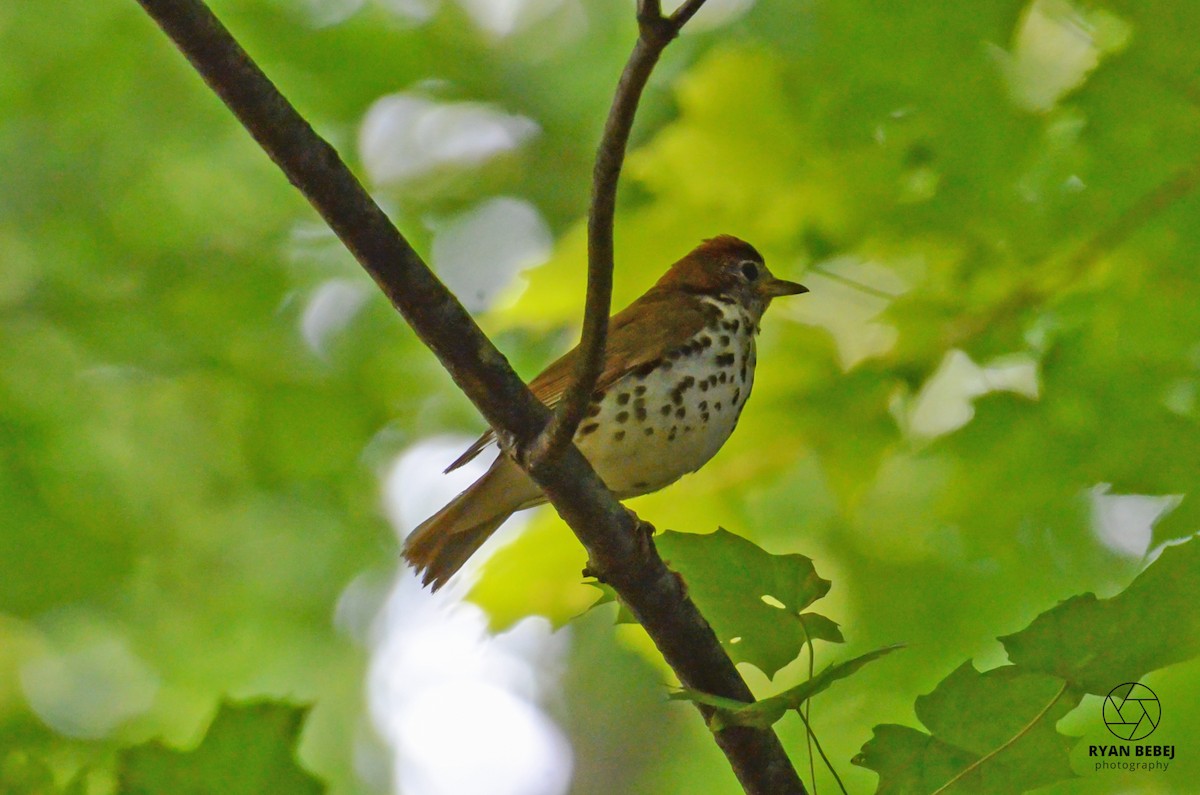 Wood Thrush - ML585602431