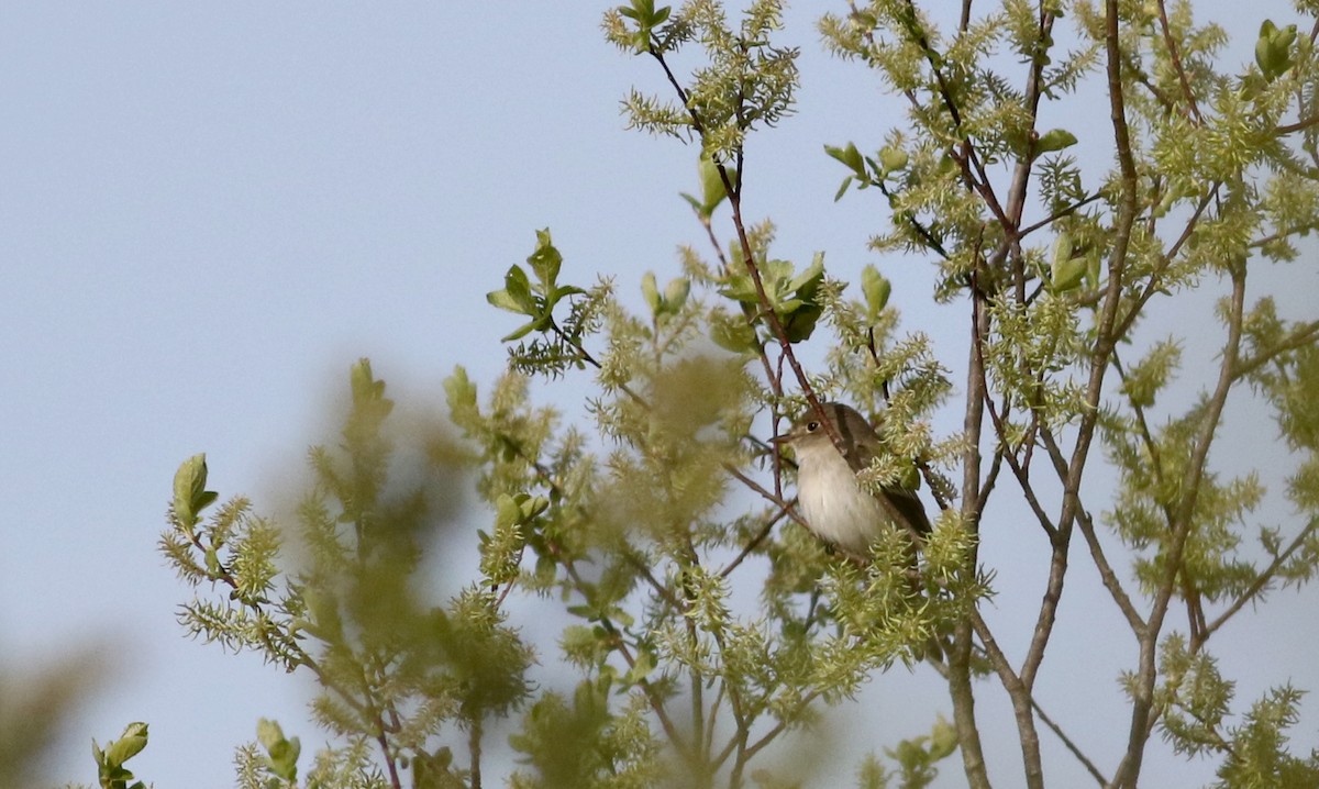 Alder Flycatcher - ML58560261