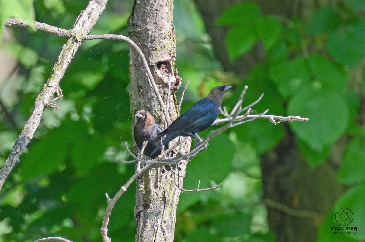 Brown-headed Cowbird - ML585602651