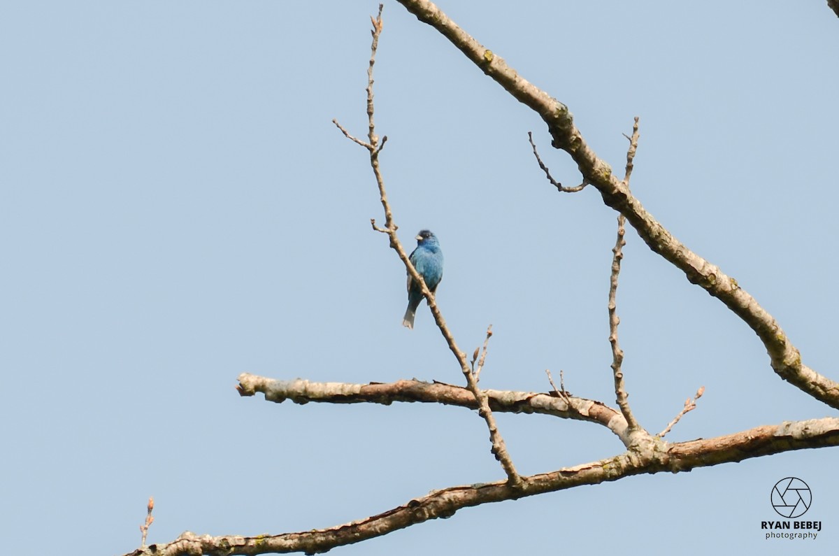 Indigo Bunting - Ryan Bebej