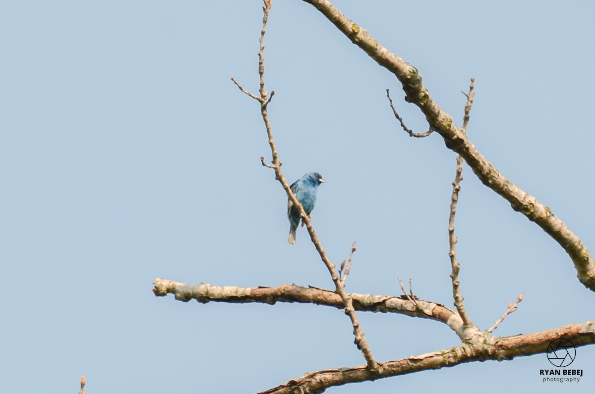 Indigo Bunting - Ryan Bebej