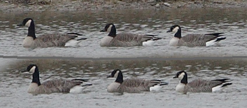 Cackling/Canada Goose - Brandon Holden