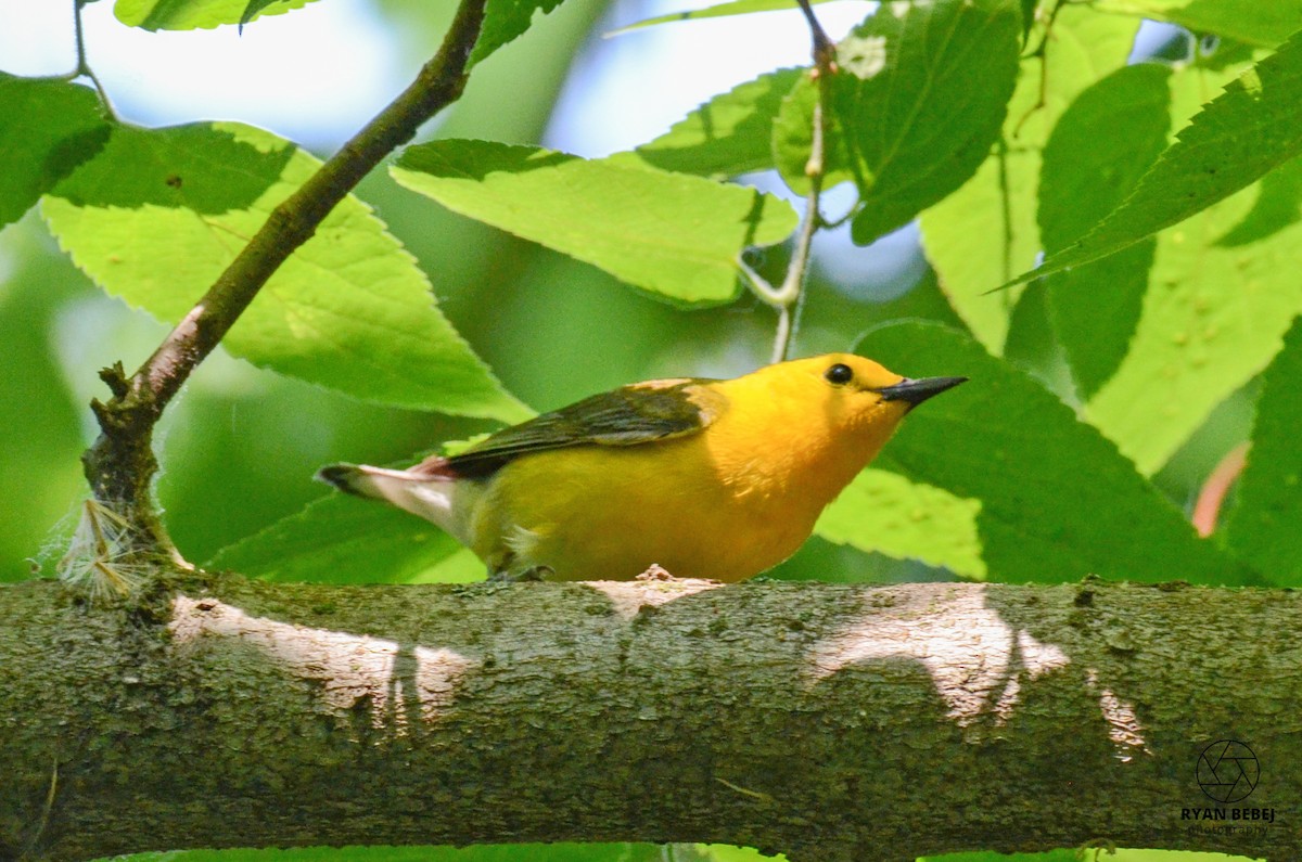 Prothonotary Warbler - Ryan Bebej