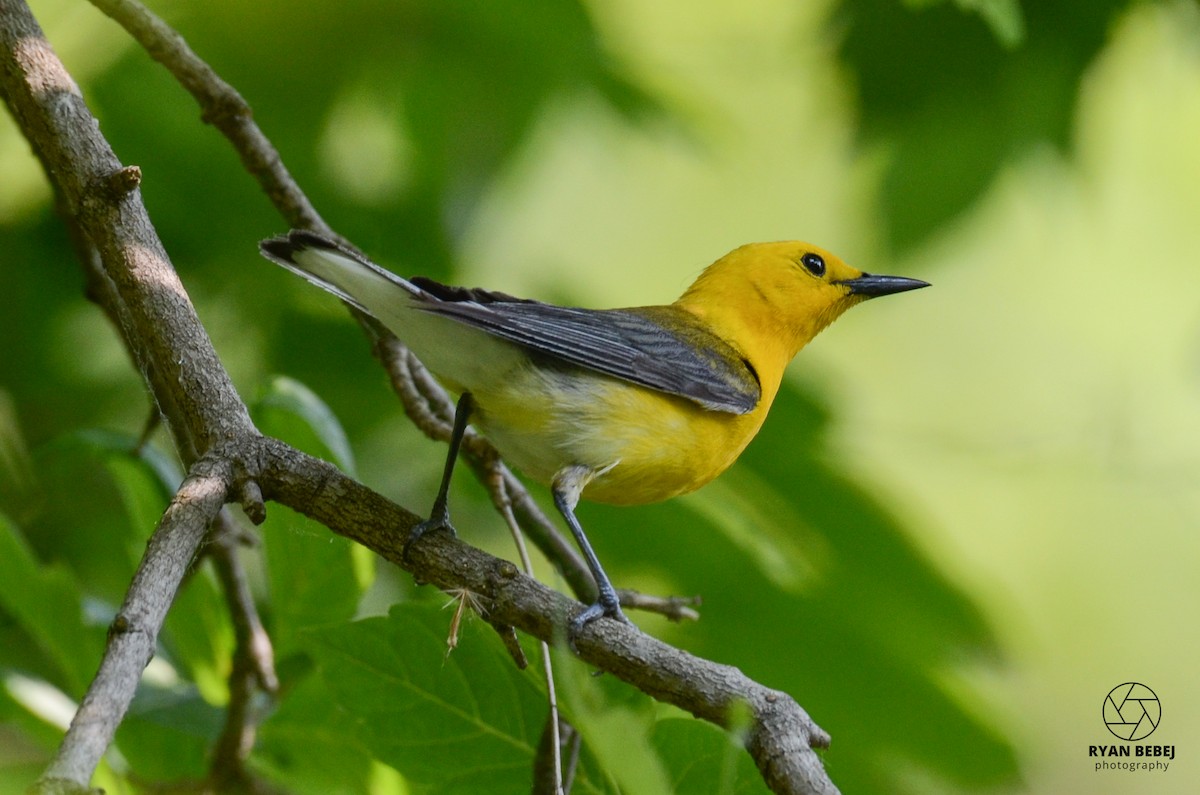 Prothonotary Warbler - Ryan Bebej