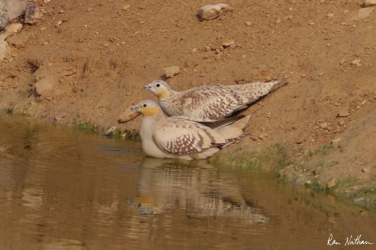 Spotted Sandgrouse - ML585603811