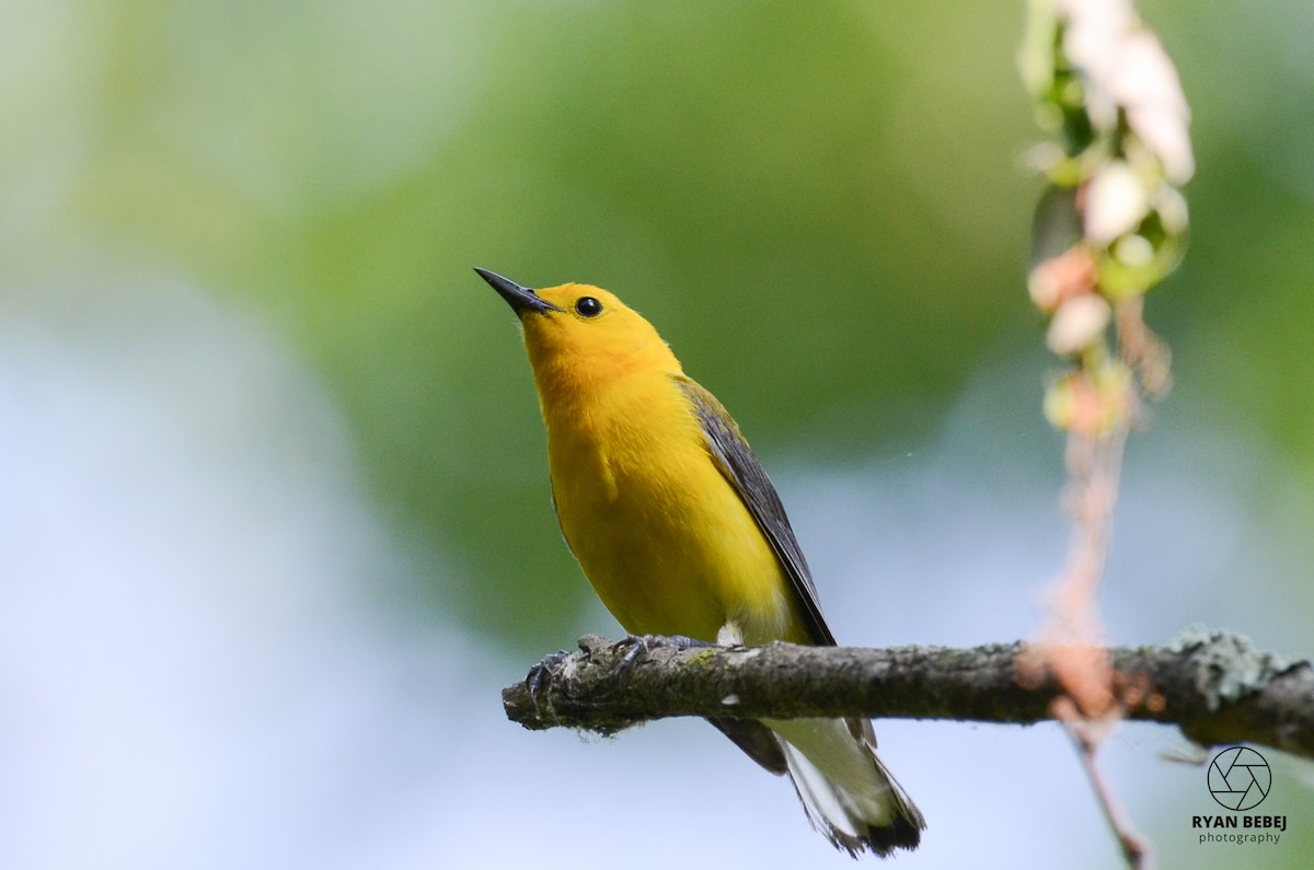 Prothonotary Warbler - Ryan Bebej