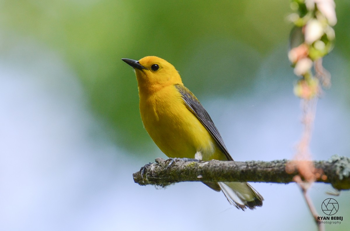 Prothonotary Warbler - Ryan Bebej