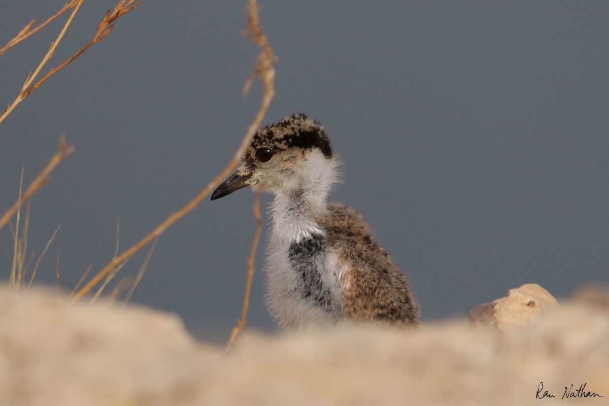 Spur-winged Lapwing - Ran Nathan