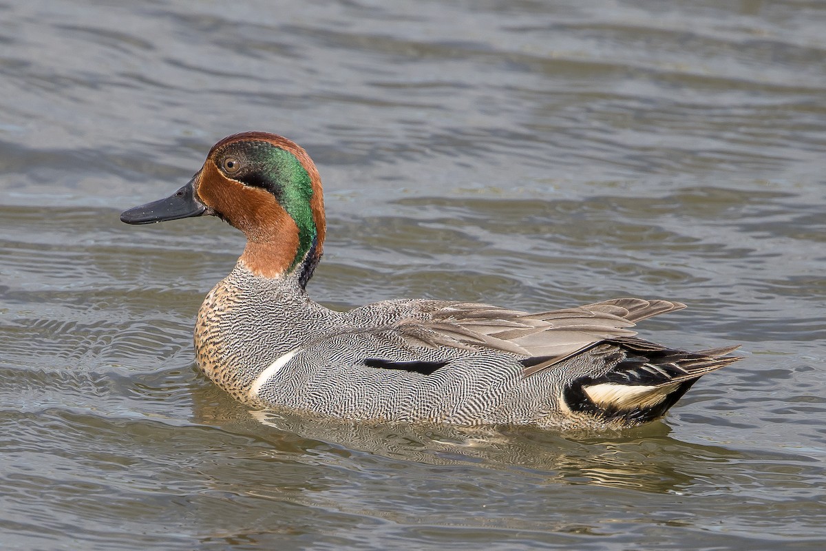 Green-winged Teal - Paul Budde