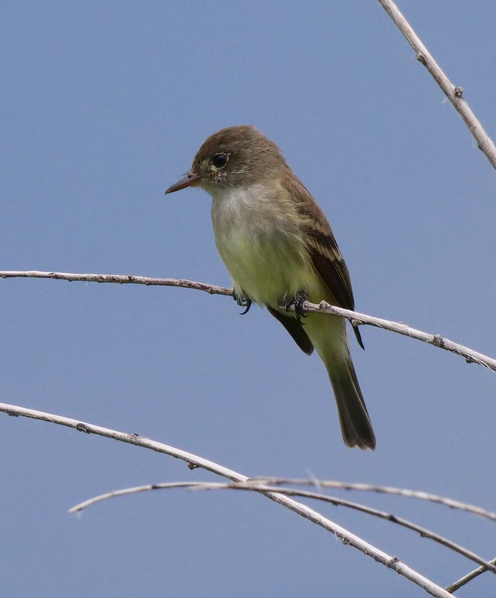 Willow Flycatcher - ML585604991