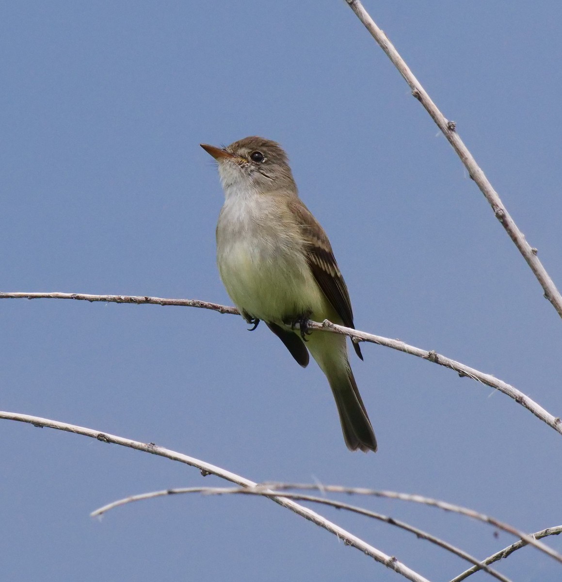 Willow Flycatcher - ML585605001