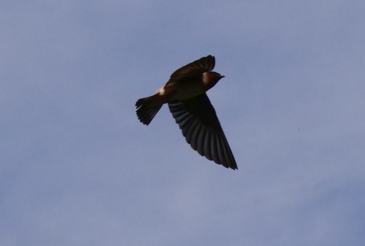 Cliff Swallow - ML585605501