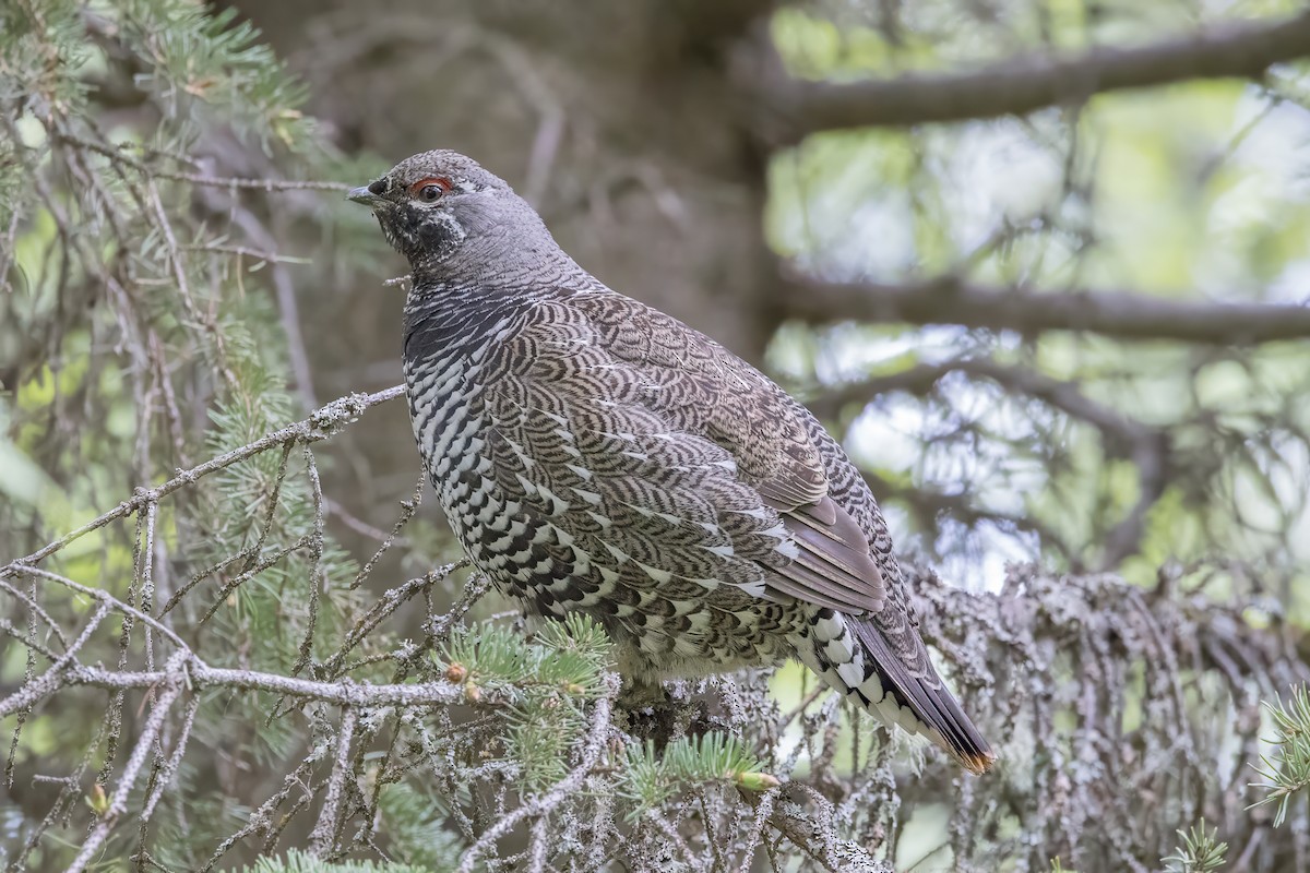 Spruce Grouse - ML585605551