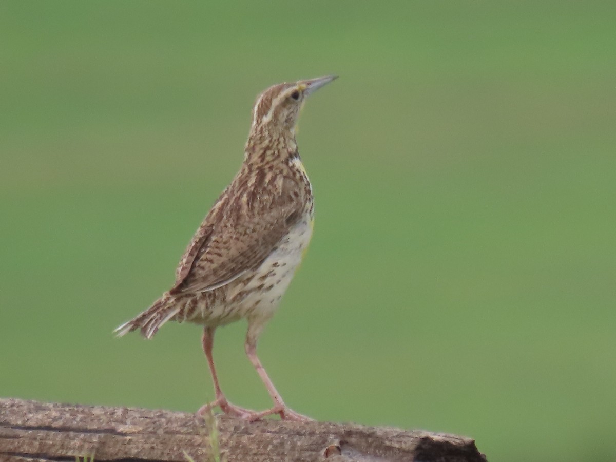 Western Meadowlark - ML585605631