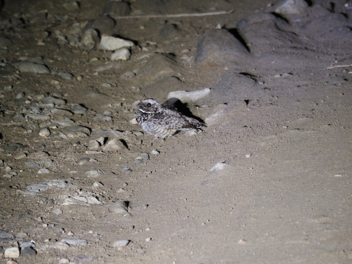 Common Poorwill - Larry Birder