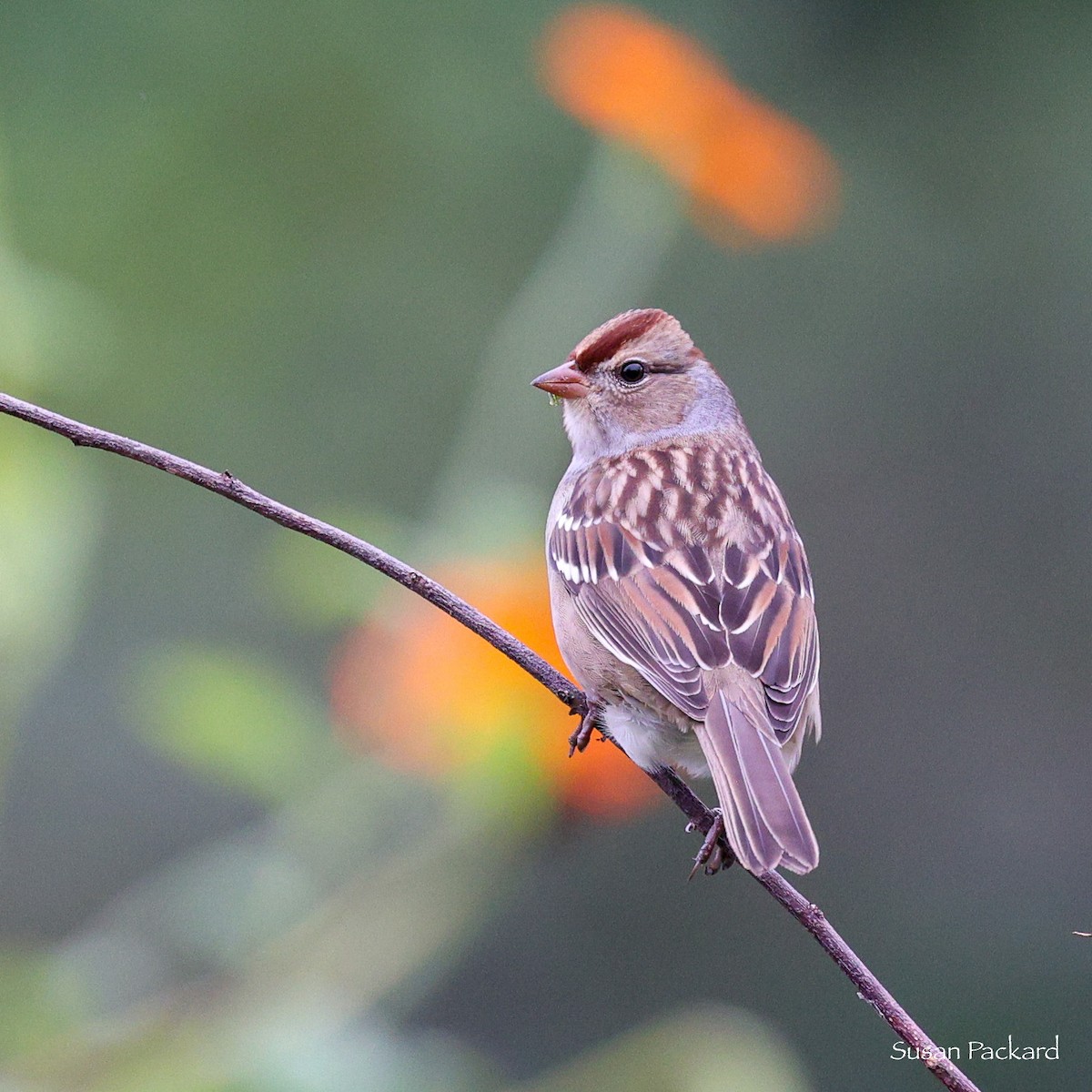 White-crowned Sparrow - ML585606051