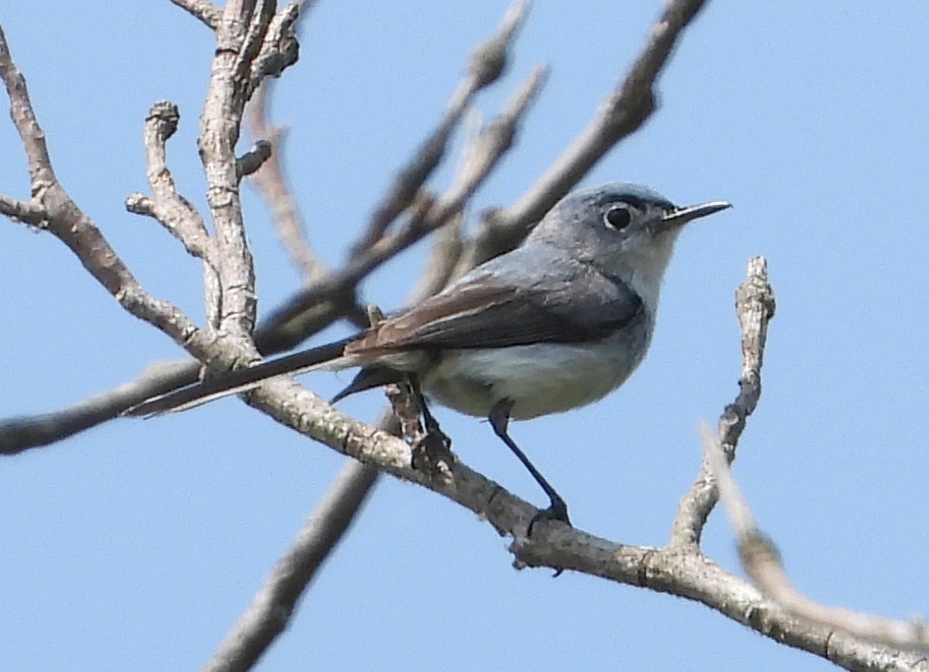 Blue-gray Gnatcatcher - ML585606511