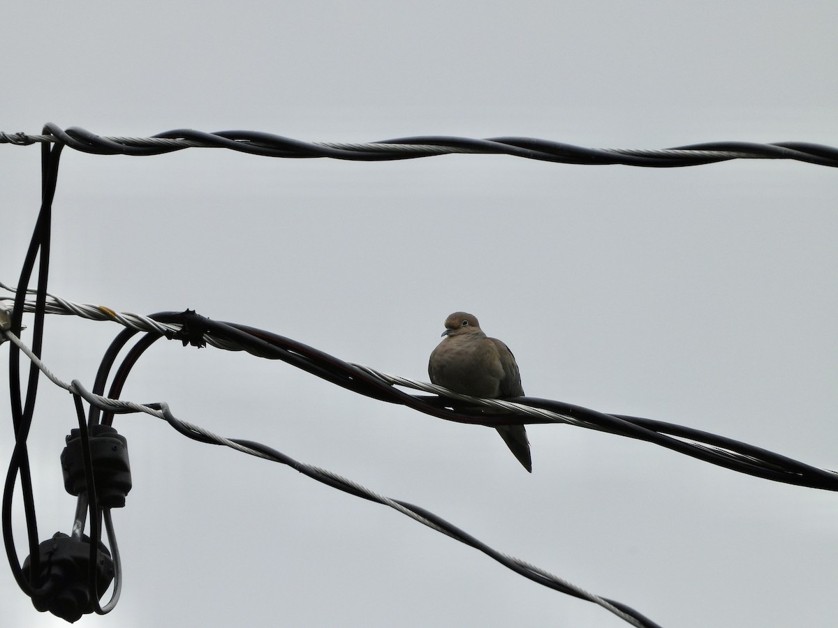 Mourning Dove - ML585606871