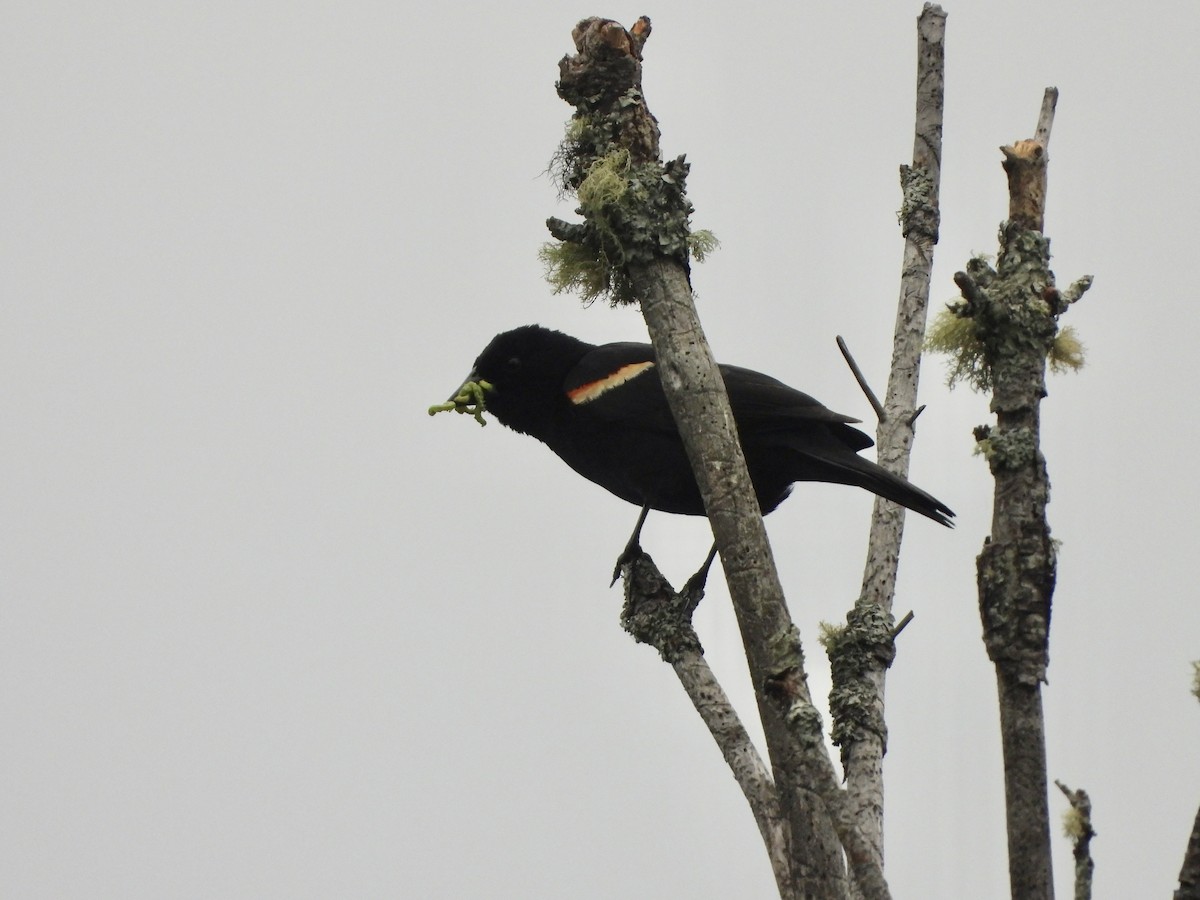 Red-winged Blackbird - ML585606991