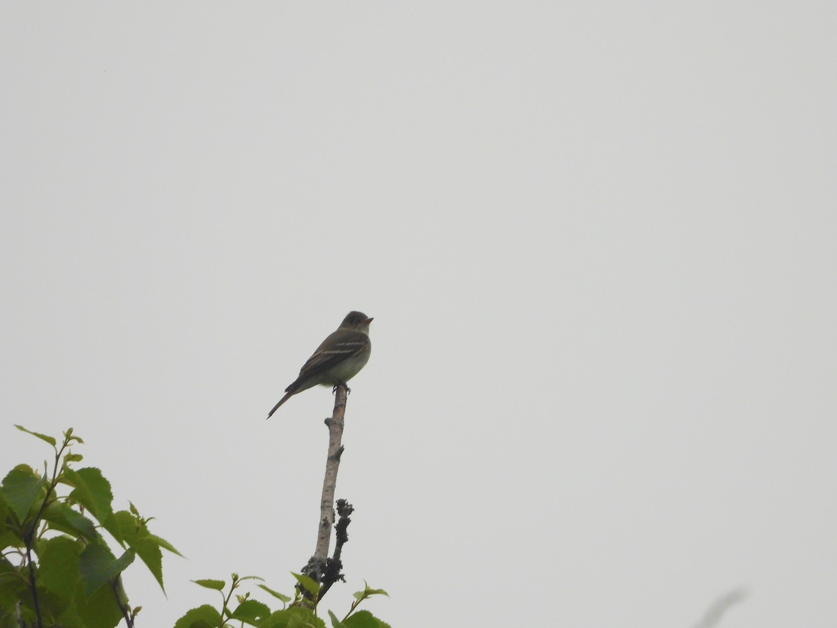 Eastern Wood-Pewee - ML585607121