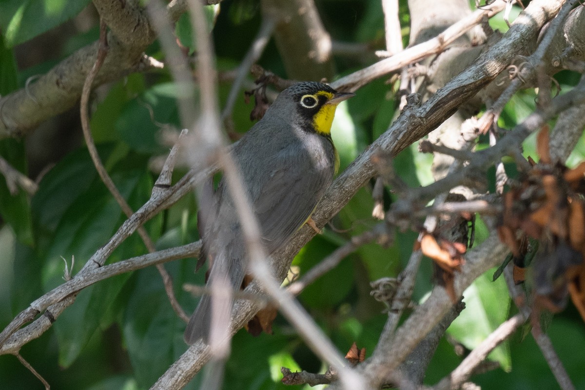 Canada Warbler - ML585607141