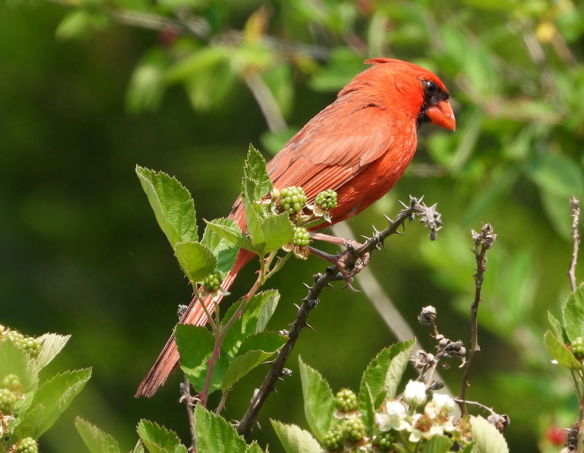 Northern Cardinal - ML585607201