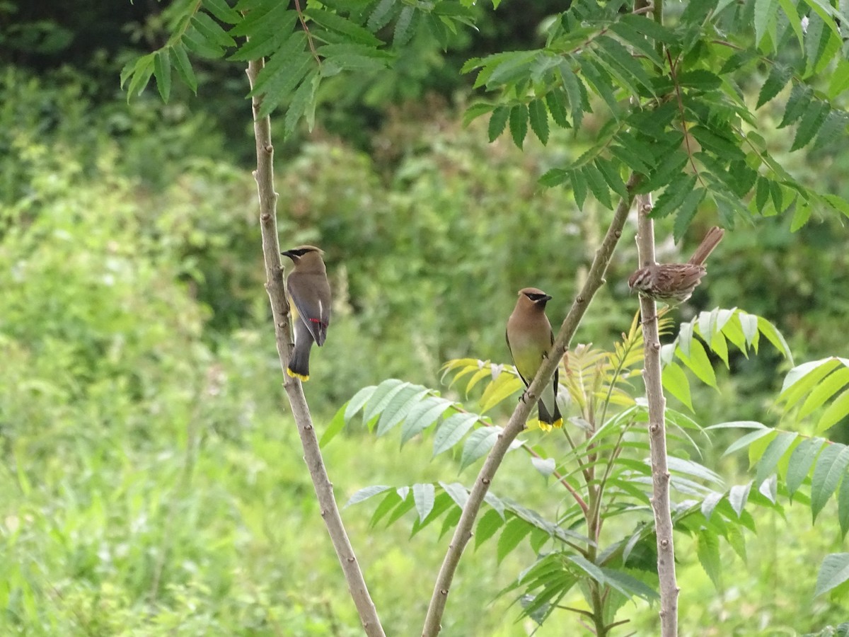 Cedar Waxwing - ML585607741