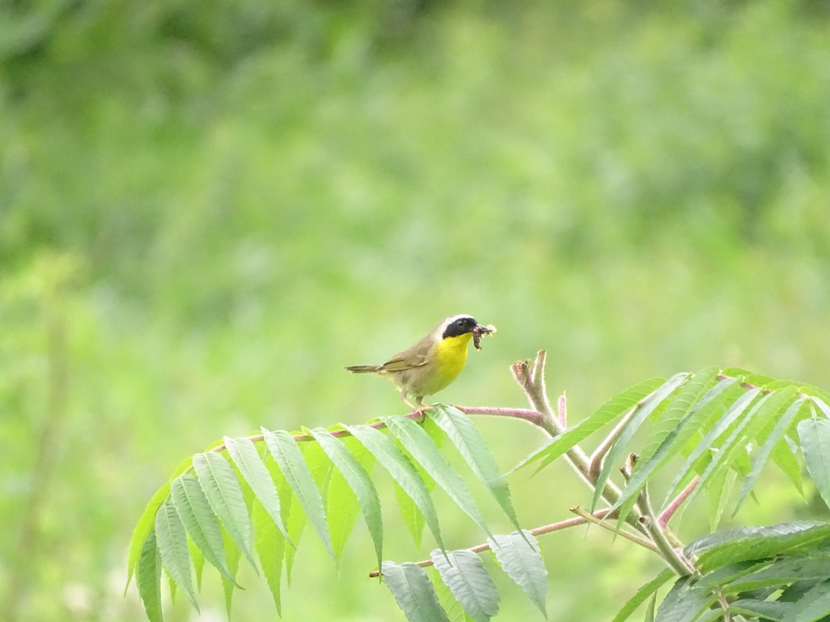 Common Yellowthroat - ML585607761