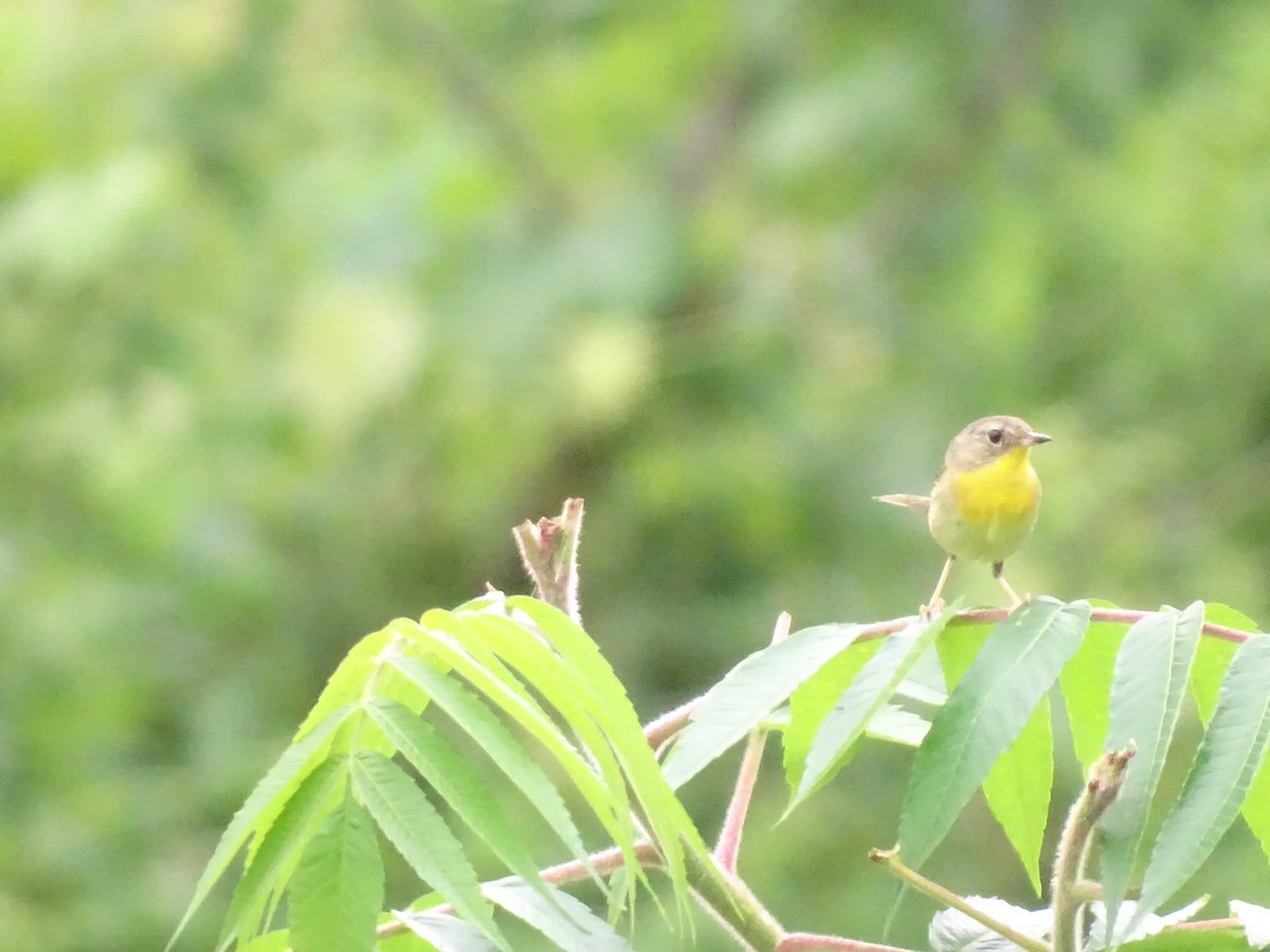 Common Yellowthroat - ML585607811