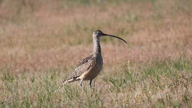 Rostbrachvogel - ML585608201