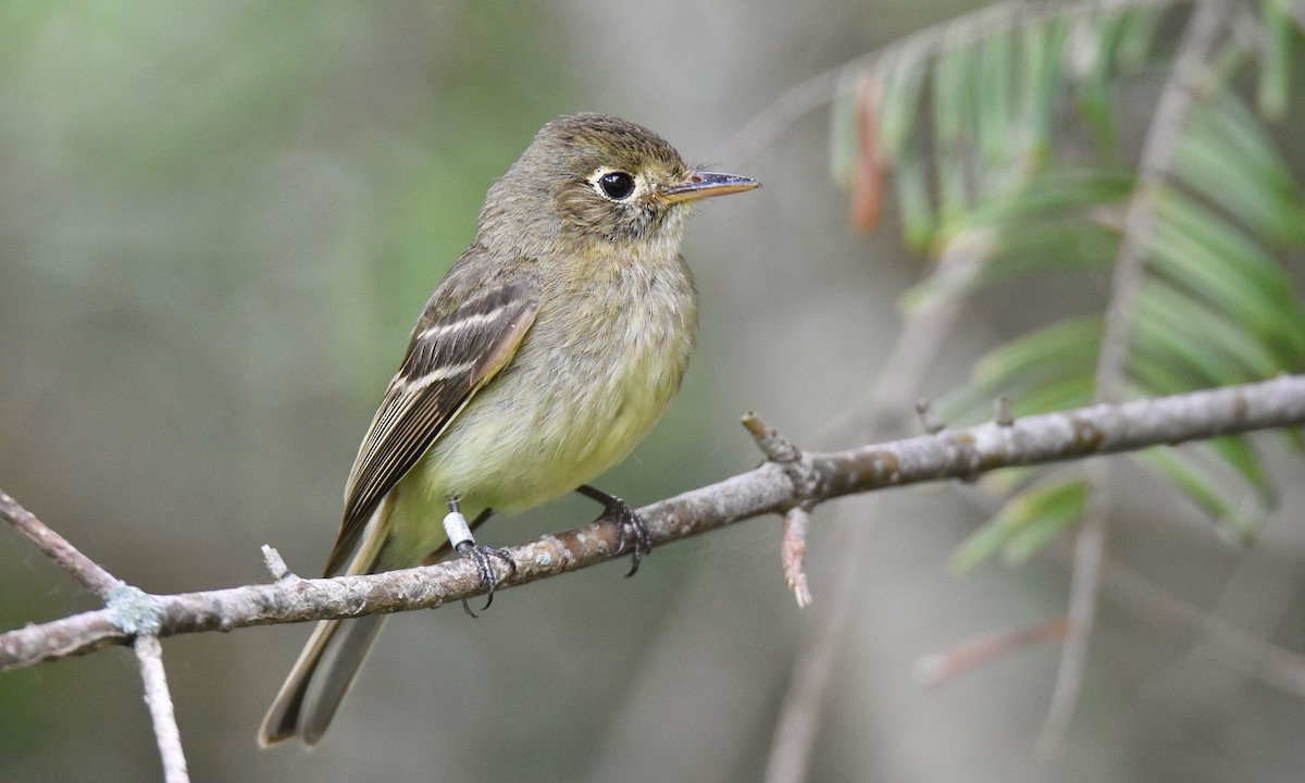 Western Flycatcher (Pacific-slope) - ML585608481