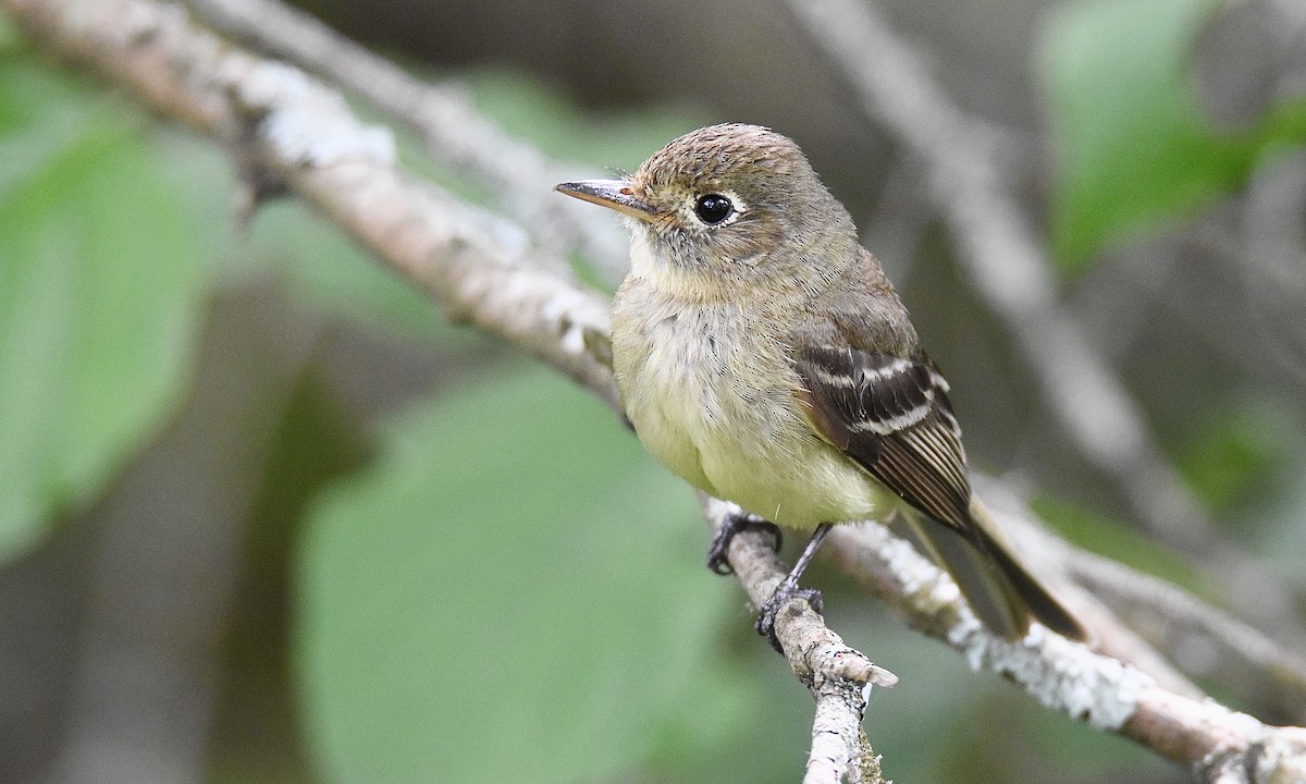 Western Flycatcher (Pacific-slope) - ML585609091