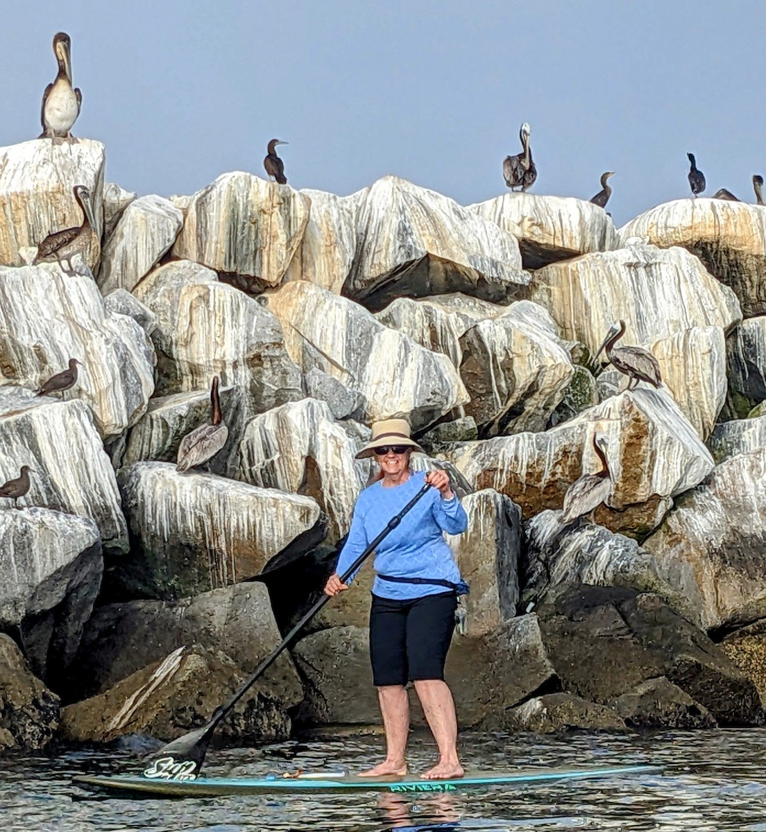 Brown Booby - ML585609771