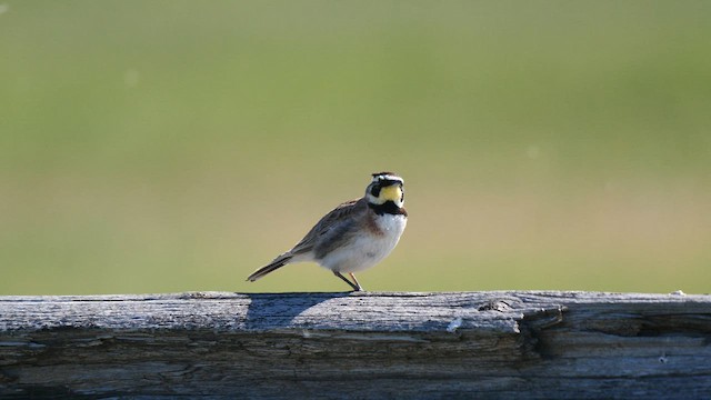 Horned Lark - ML585610771