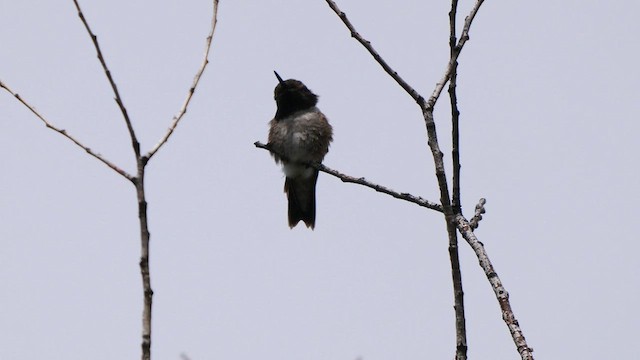 Colibri à gorge noire - ML585611241