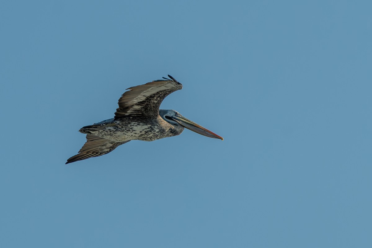 Peruvian Pelican - ML585612261