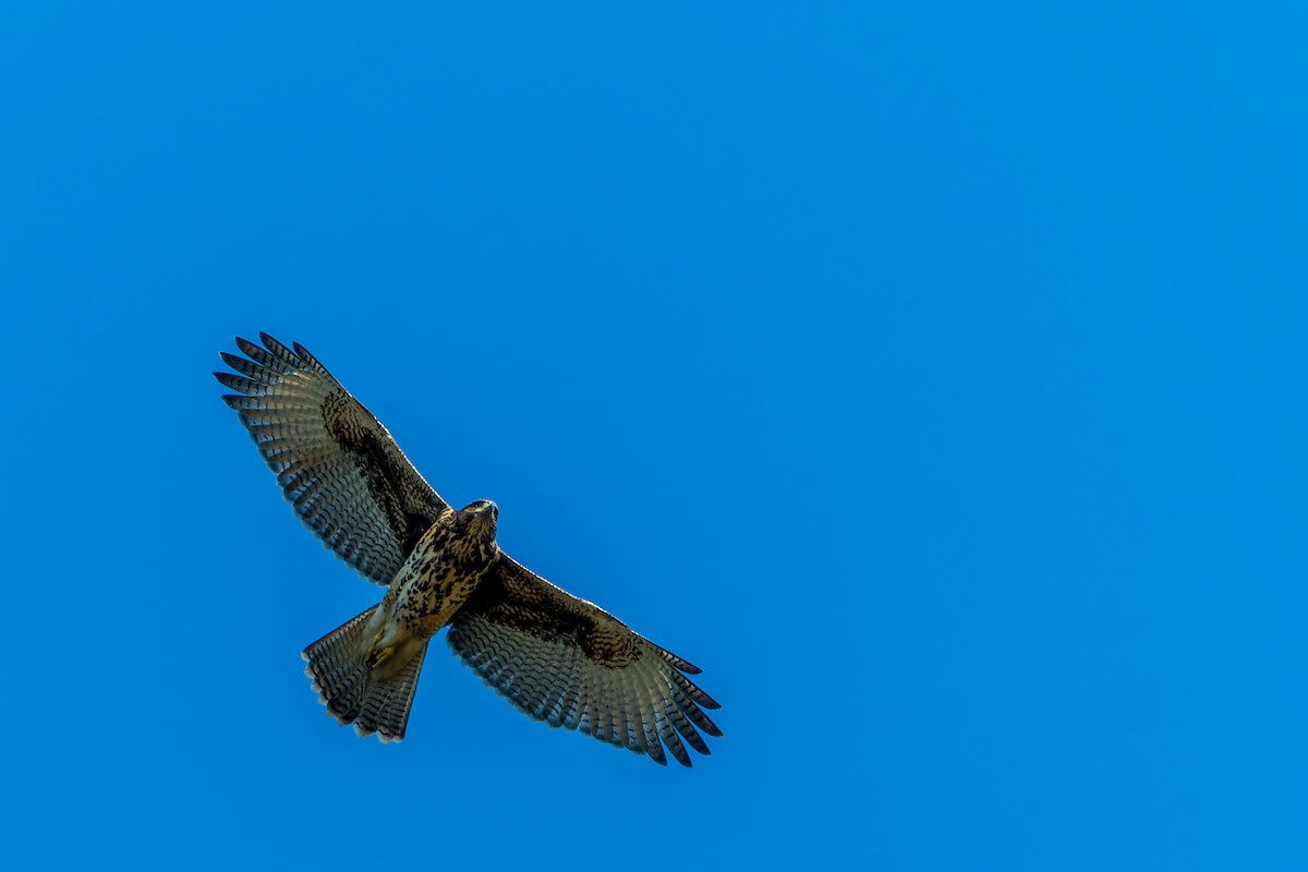 Harris's Hawk (Bay-winged) - ML585612351