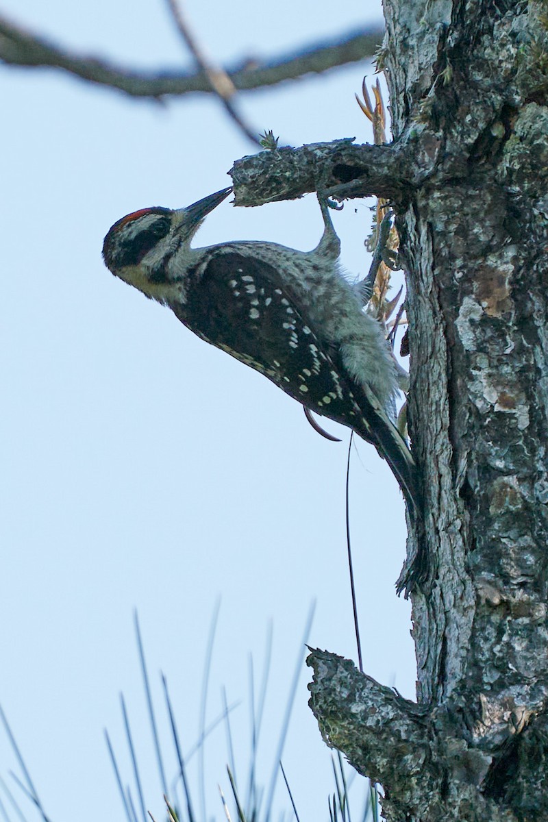 Hairy Woodpecker - ML585612361