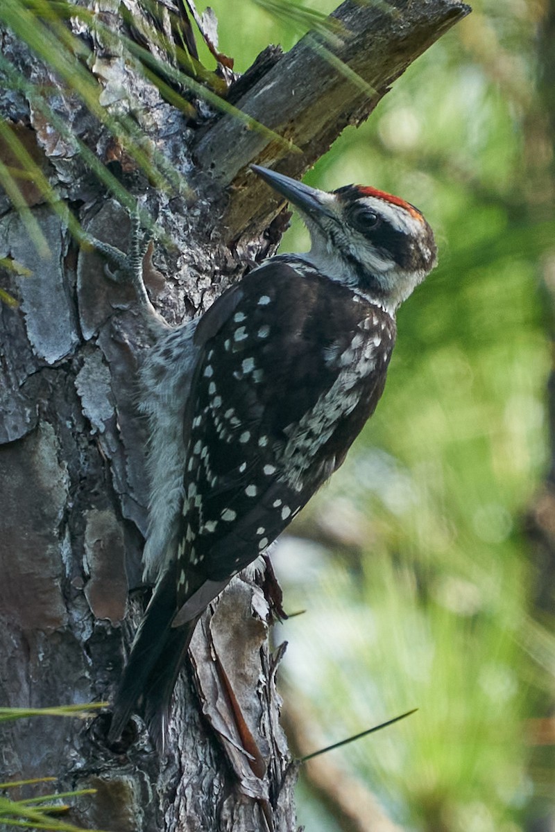 Hairy Woodpecker - ML585612371