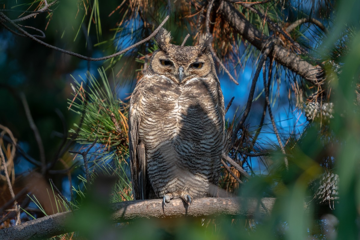 Lesser Horned Owl - ML585612471