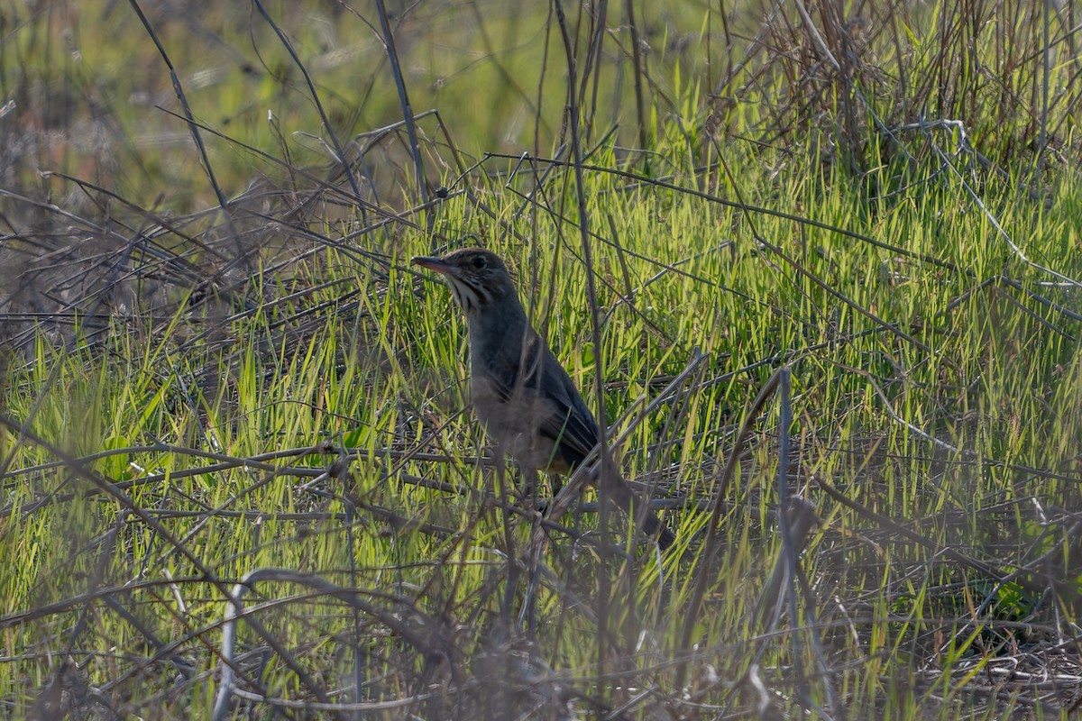 Great Shrike-Tyrant - ML585612641