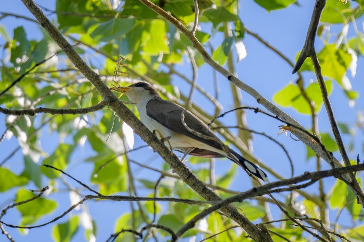 Yellow-billed Cuckoo - ML585612671