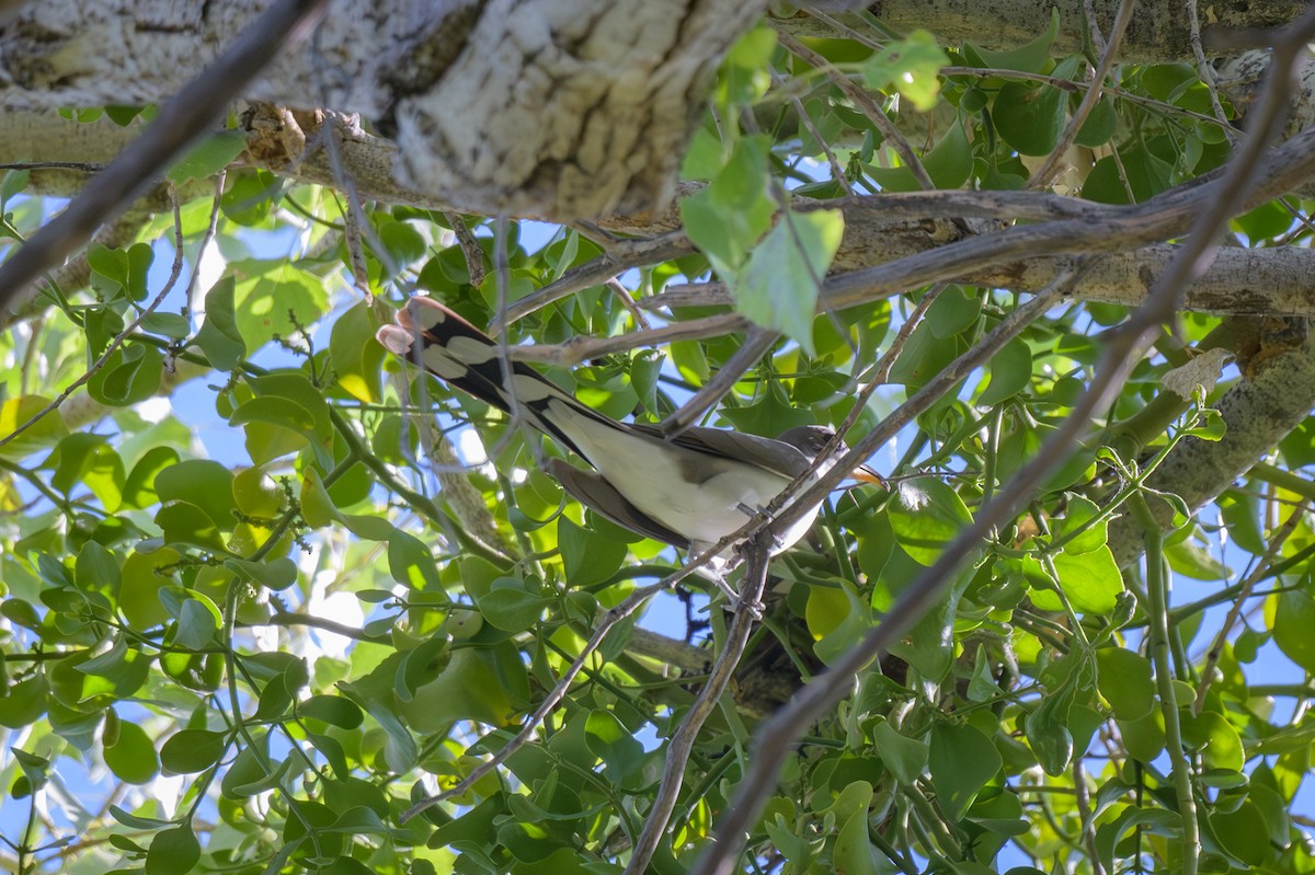 Yellow-billed Cuckoo - ML585612681