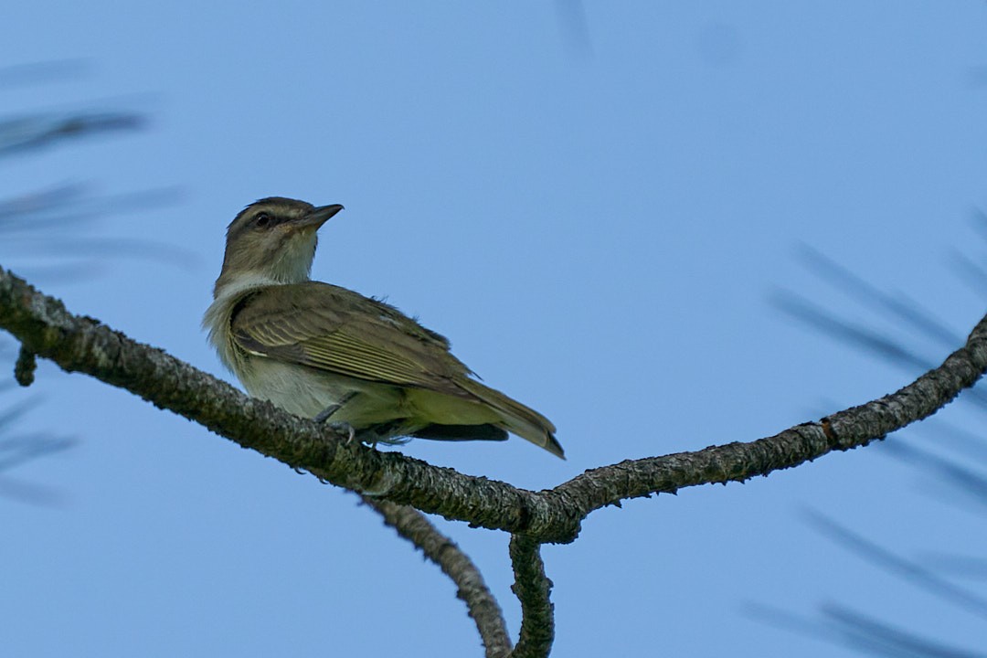 Black-whiskered Vireo - ML585612731