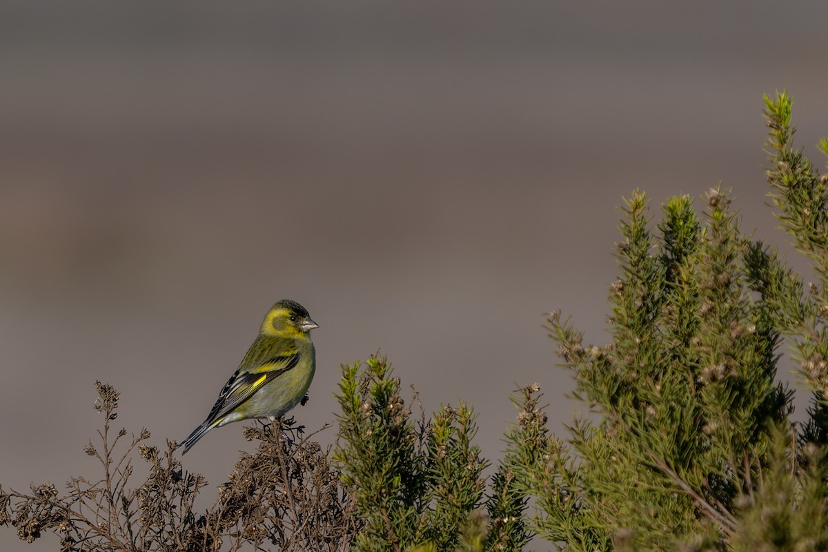 Black-chinned Siskin - ML585612741