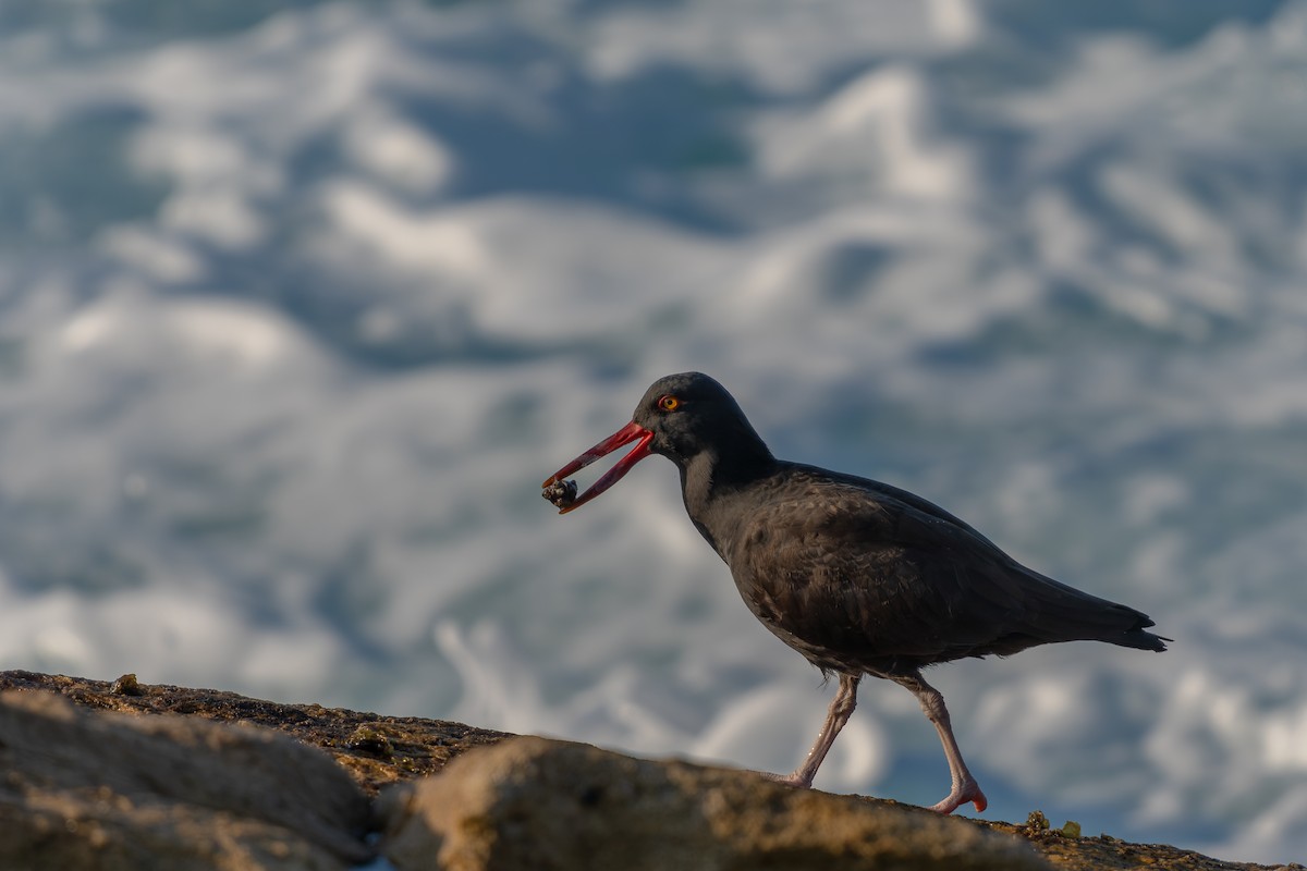 Blackish Oystercatcher - Fernando Cortés