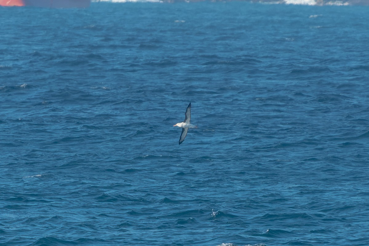 Albatros bekainduna (melanophris) - ML585613401