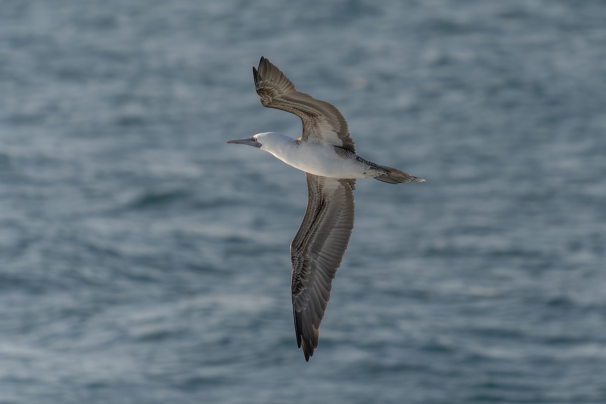 Peruvian Booby - ML585613421